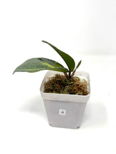 Load image into Gallery viewer, Hoya Carnosa Argentea Princess A