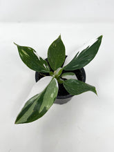 Load image into Gallery viewer, Philodendron White Wizard (high variegation)