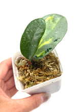 Load image into Gallery viewer, Hoya Carnosa Argentea Princess A