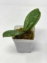 Load image into Gallery viewer, Hoya Meena Silver  (H. Crassipetiolata Splash x H. 'Michele') D