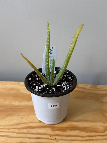 127. Aloe Vera (ships within Canada only)
