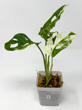 Load image into Gallery viewer, Monstera Adansonii Variegated G