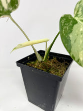 Load image into Gallery viewer, Monstera Deliciosa Albo Variegated K