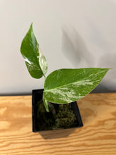 Load image into Gallery viewer, 75. Monstera Deliciosa Albo Variegated