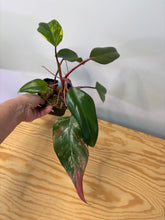 Load image into Gallery viewer, 122. Philodendron Strawberry Shake