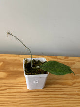 Load image into Gallery viewer, 28. Hoya Mitrata Silver