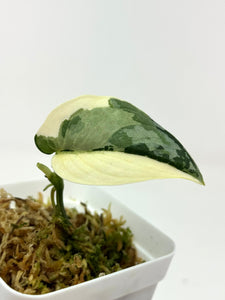 Scindapsus Mayari Variegated I