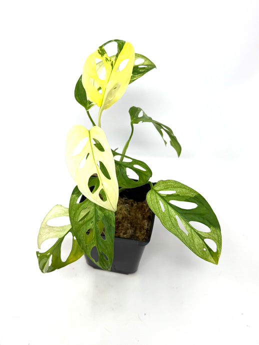 Monstera Adansonii Albo Variegated C