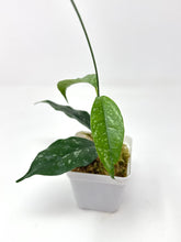 Load image into Gallery viewer, Hoya Cystiantha Splash