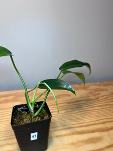 41. Philodendron Giganteum
