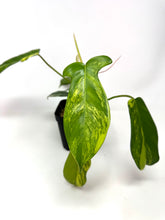 Load image into Gallery viewer, Philodendron Florida Beauty A