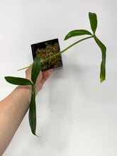 Load image into Gallery viewer, Philodendron 69686