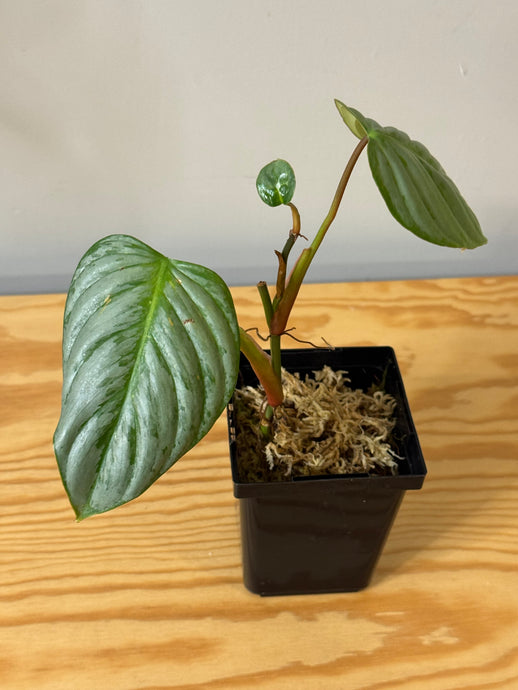 155. Philodendron Sodiroi