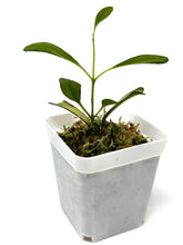 Load image into Gallery viewer, Hoya Manipurensis Variegated A