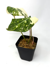 Load image into Gallery viewer, Philodendron Gloriosum Variegated E