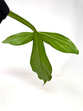 Load image into Gallery viewer, Philodendron Applanatum