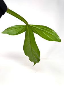 Philodendron Applanatum