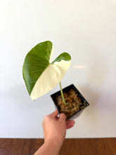 Load image into Gallery viewer, Alocasia Maccrorhiza Variegated D