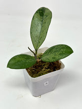 Load image into Gallery viewer, Hoya Meena Silver (H. Crassipetiolata Splash x H. 'Michele') A