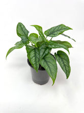 Load image into Gallery viewer, Monstera Siltepecana