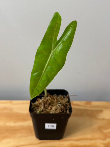 116. Alocasia Longiloba