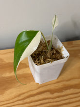 Load image into Gallery viewer, 99. Monstera Deliciosa Albo Variegated
