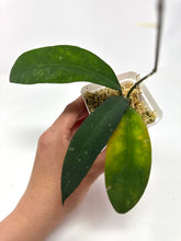 Load image into Gallery viewer, Hoya Ruthiae