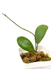 Load image into Gallery viewer, Hoya Erythrostemma Silver