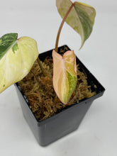 Load image into Gallery viewer, Philodendron Gloriosum Variegated A