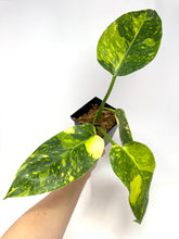 Load image into Gallery viewer, Philodendron Green Congo Variegated