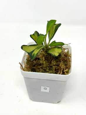 Hoya Manipurensis Variegated G