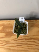 Load image into Gallery viewer, 23. Hoya Hypolasia