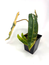 Load image into Gallery viewer, Philodendron Billietiae Variegated B