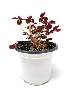 Oxalis Spiralis ssp. Vulcanicola