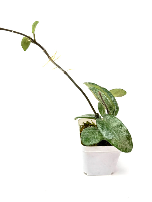 Hoya Carnosa Grey Ghost C