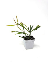 Load image into Gallery viewer, Rhipsalis Ewaldiana- Ships within Canada only