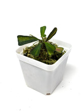 Load image into Gallery viewer, Hoya Manipurensis Variegated C