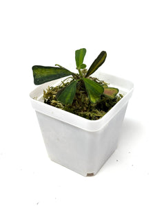 Hoya Manipurensis Variegated C