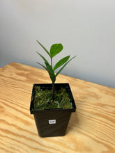 Load image into Gallery viewer, 129. Zamioculcas Zamiifolia ‘ZZ’ Variegated