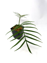 Load image into Gallery viewer, Philodendron Tortum (large)