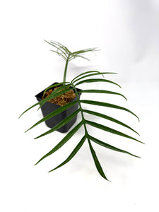 Philodendron Tortum (large)