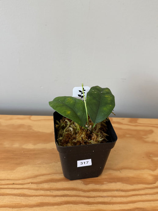 317. Hoya Campanulata
