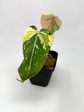 Load image into Gallery viewer, Philodendron Gloriosum Variegated A