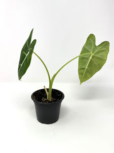 Alocasia Frydek