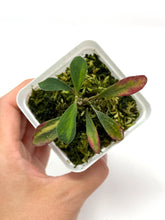Load image into Gallery viewer, Hoya Manipurensis Variegated B