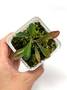 Hoya Manipurensis Variegated B