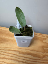 Load image into Gallery viewer, 169. Hoya Silver Dollar