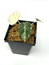 Load image into Gallery viewer, Alocasia Black Velvet Variegated D