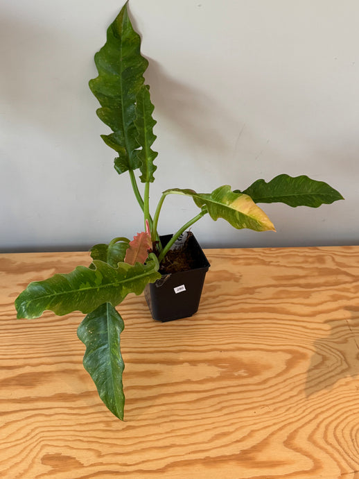 280. Philodendron Ring of Fire
