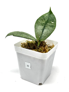 Hoya Mitrata Silver H